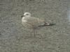 Caspian Gull at Hole Haven Creek (Steve Arlow) (65171 bytes)
